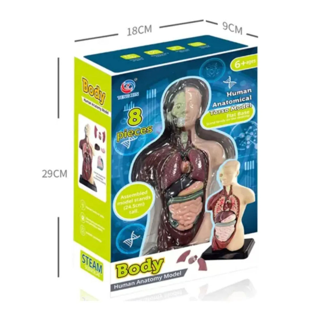 Modelo Anatómico Torso Humano Realista 24cms Piezas Móviles1