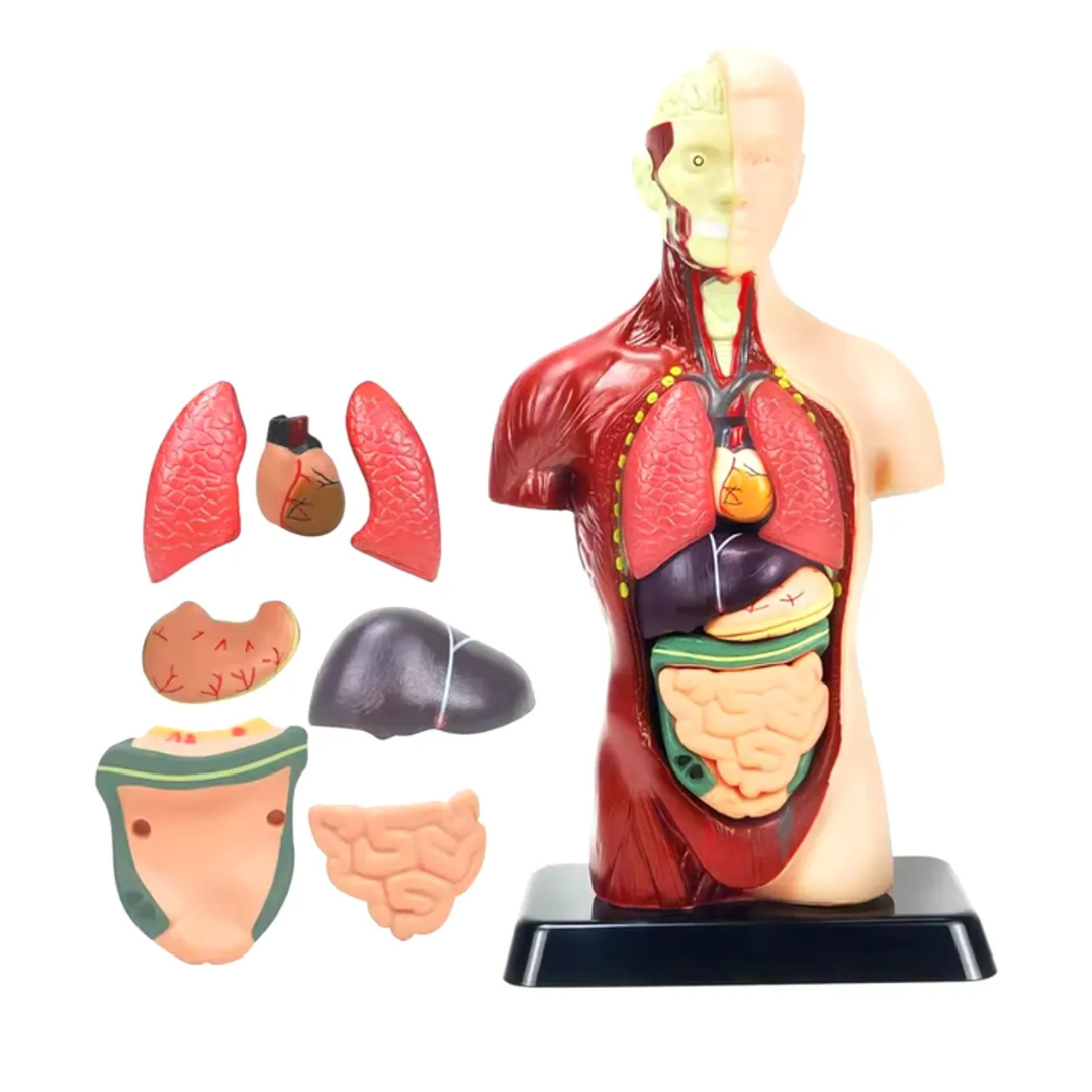Modelo Anatómico Torso Humano Realista 24cms Piezas Móviles2