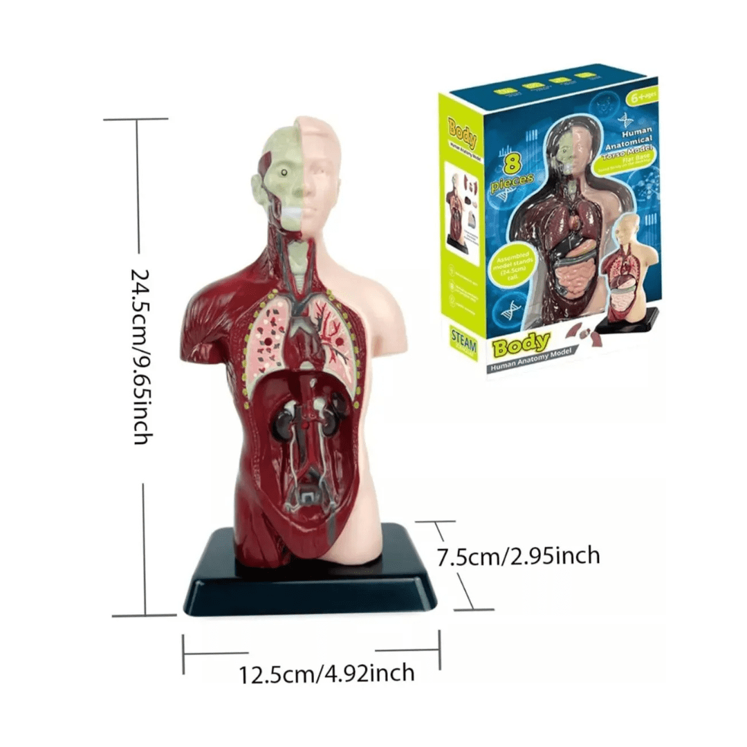 Modelo Anatómico Torso Humano Realista 24cms Piezas Móviles4