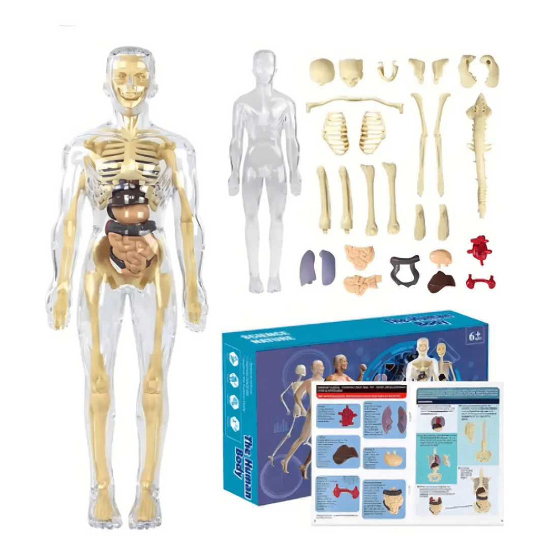 Esqueleto 3d Didáctico Anatomía  Infantil Articulado Piezas2