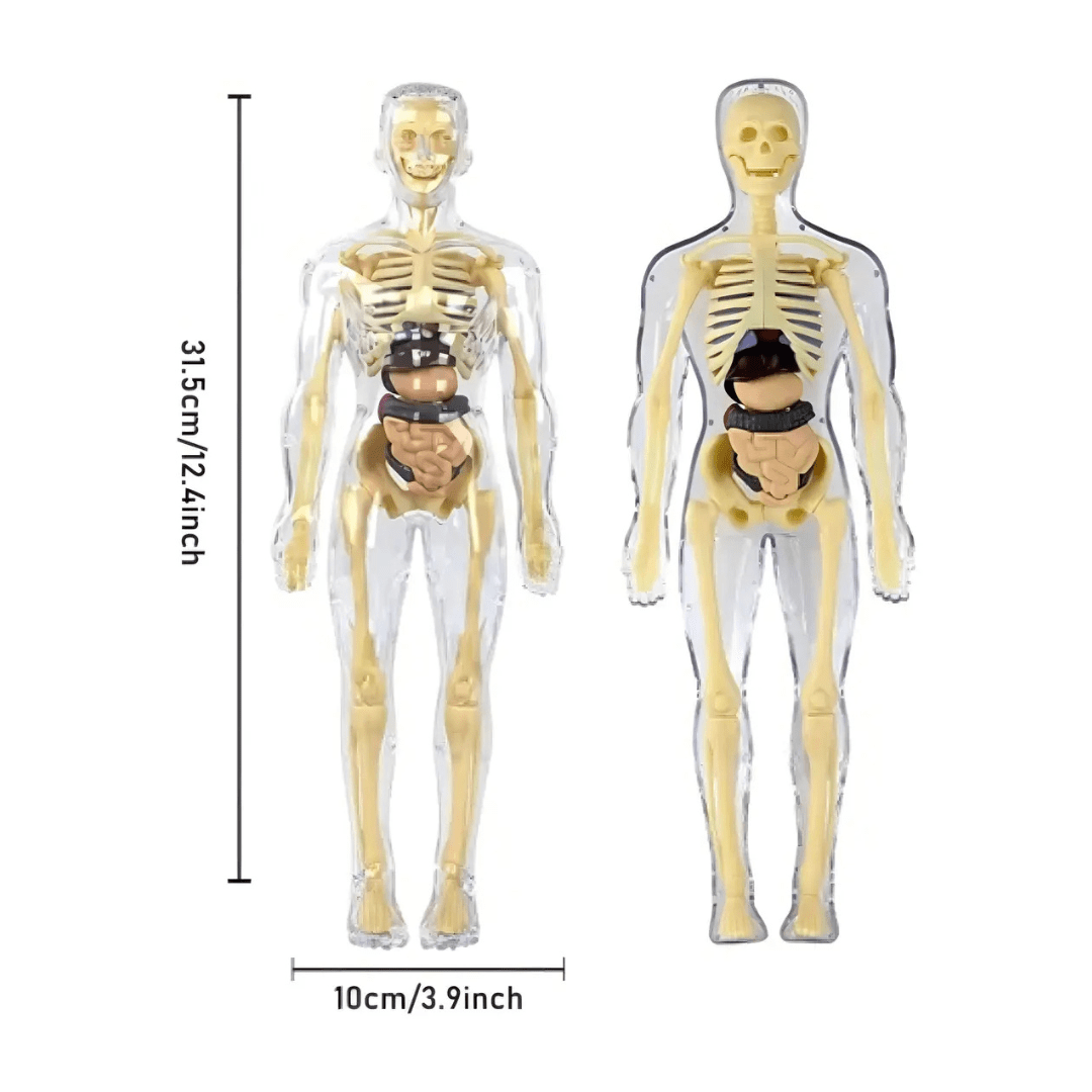 Esqueleto 3d Didáctico Anatomía  Infantil Articulado Piezas3