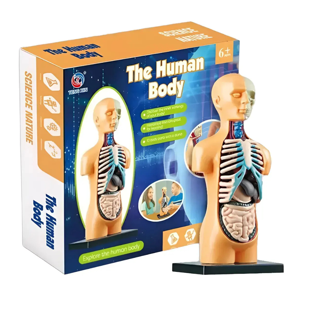 Juguete Cuerpo Humano Torso Medicina Aprendizaje Montessori2