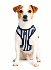 ARNÉS + CORREA CIELO AZUL RAYAS