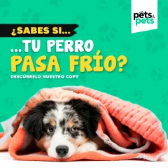 Cuidados importantes