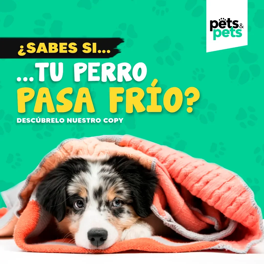 Cuidados importantes