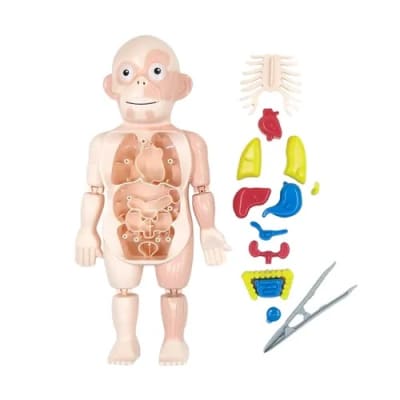 Cuerpo Humano Desmontable Con Pinzas