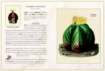 SELECCION DE CACTUS Y SUCULENTAS LIBSA