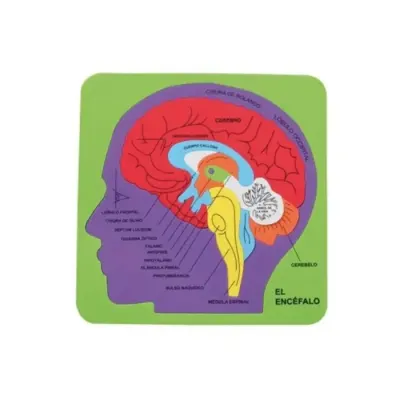 Figura Goma Eva Cerebro Humano Dactic1