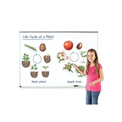 Ciclo De Las Plantas Magneticas Learning Resources1