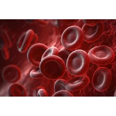Ciencias Modelo Celula Globulos Rojos1