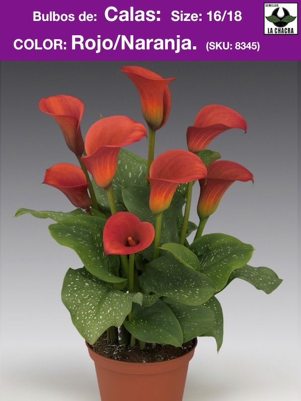 Calas Color: Rojo/ Naranja | Semillas La Chacra