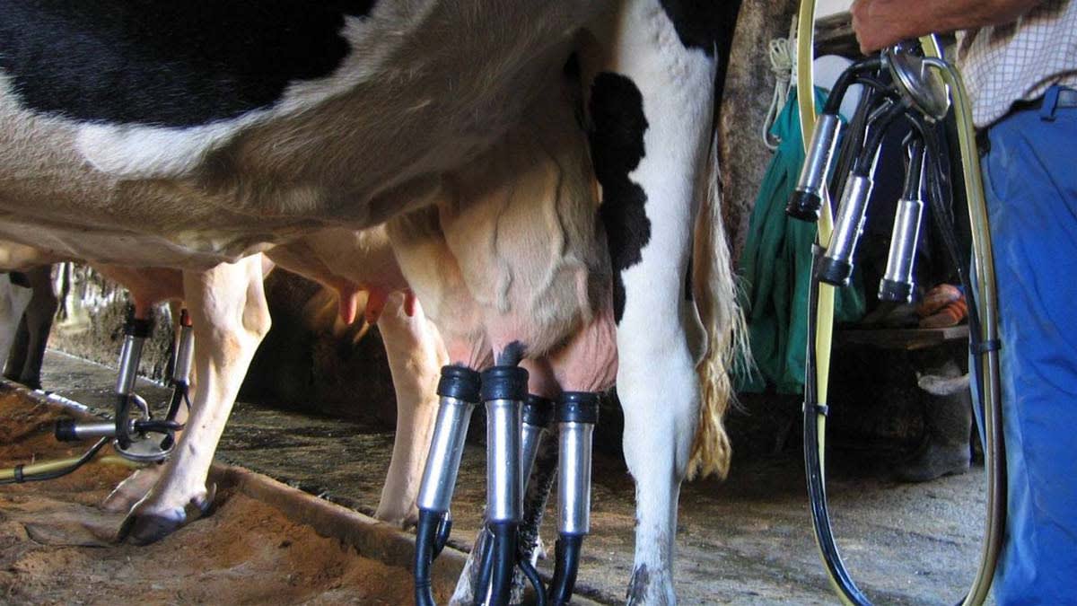 Maquina Ordeñar 1 Vaca/cabra Lechera Ordeñadora Portátil Ferramak5