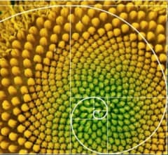 Las Flores Matemáticas