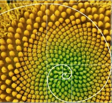 Las Flores Matemáticas