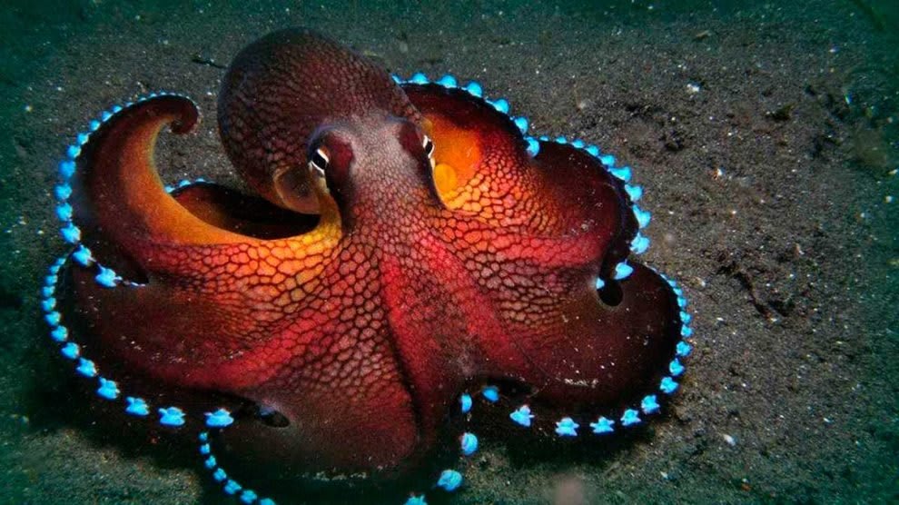 Los Buzos Cartesianos