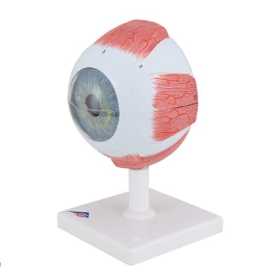 MODELO OJO HUMANO 3 VECES 6 PARTES 3B