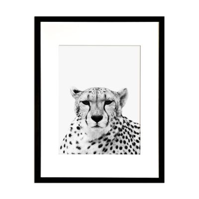 Fotografía Cheetah Fotografía Cheetah