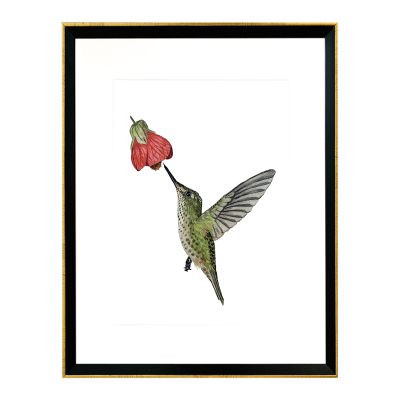 Pájaro Chileno Colibrí Pájaro Chileno Colibrí