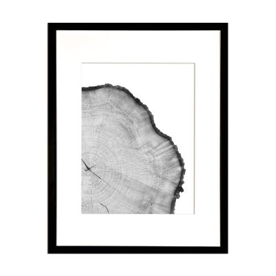 Corteza de Arbol Blanco Corteza de Arbol Blanco