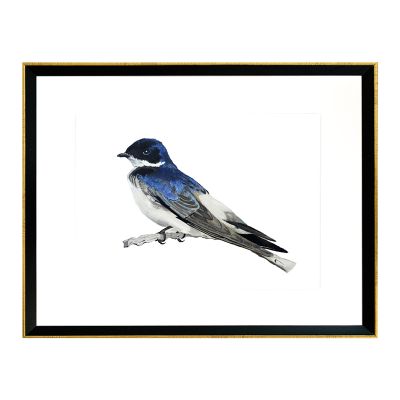 Pájaro Chileno Golondrina Pájaro Chileno Golondrina