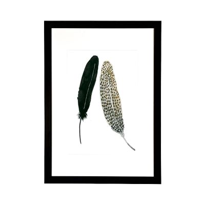 Plumas Pintas & Negro Plumas Pintas & Negro