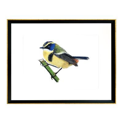 Pájaro Chileno Siete Colores Pájaro Chileno Siete Colores