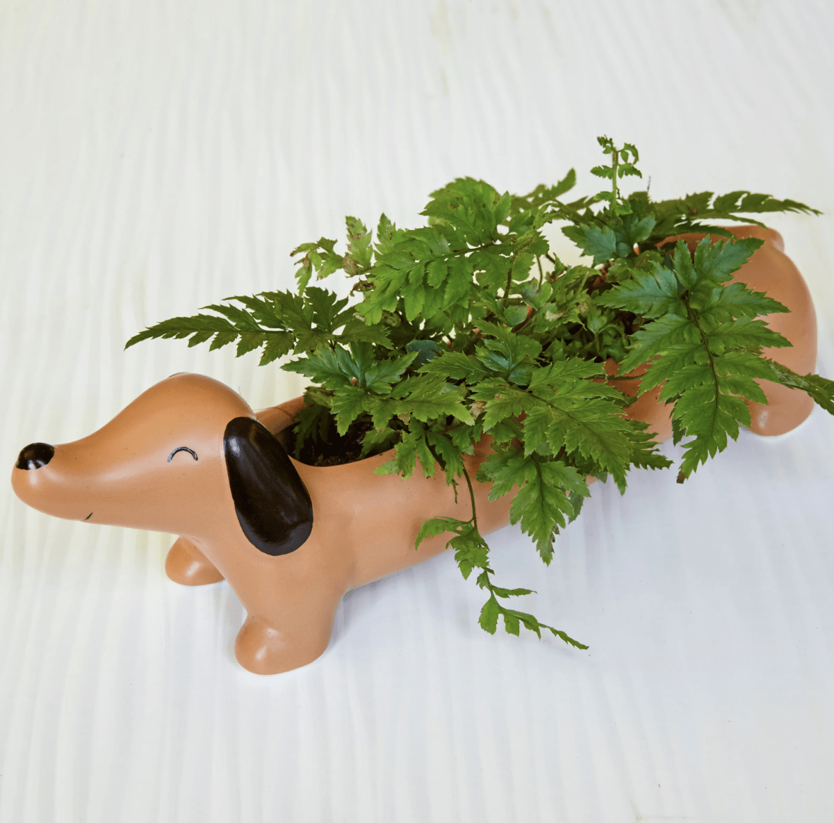 Macetero Kikkerland  Daisy2