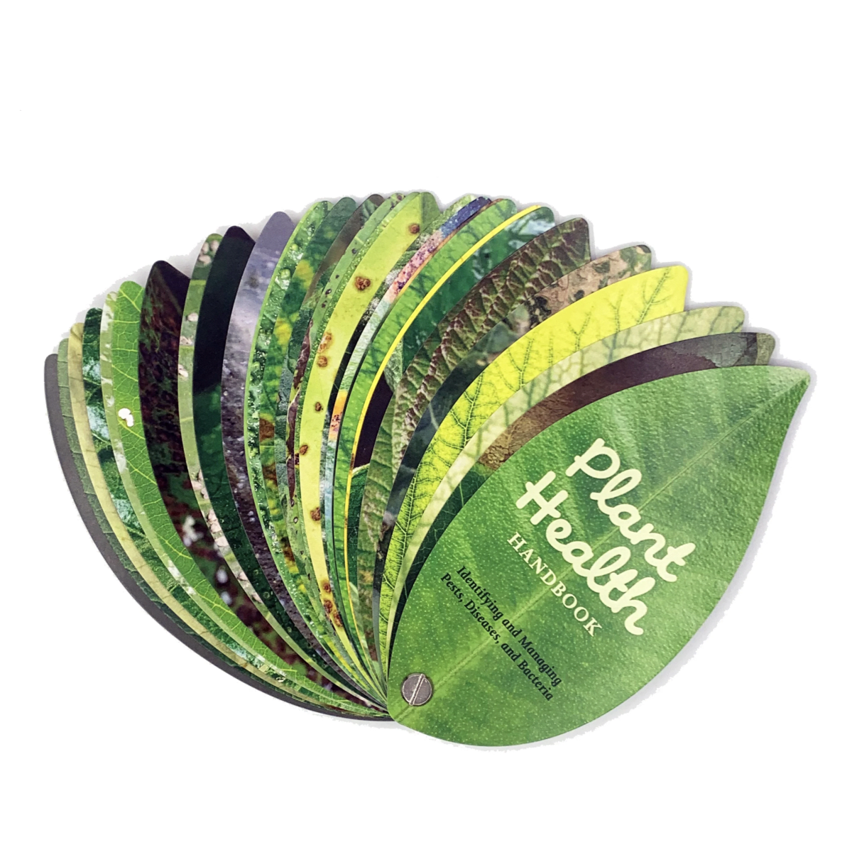 Plantas Kikkerland Saludables2