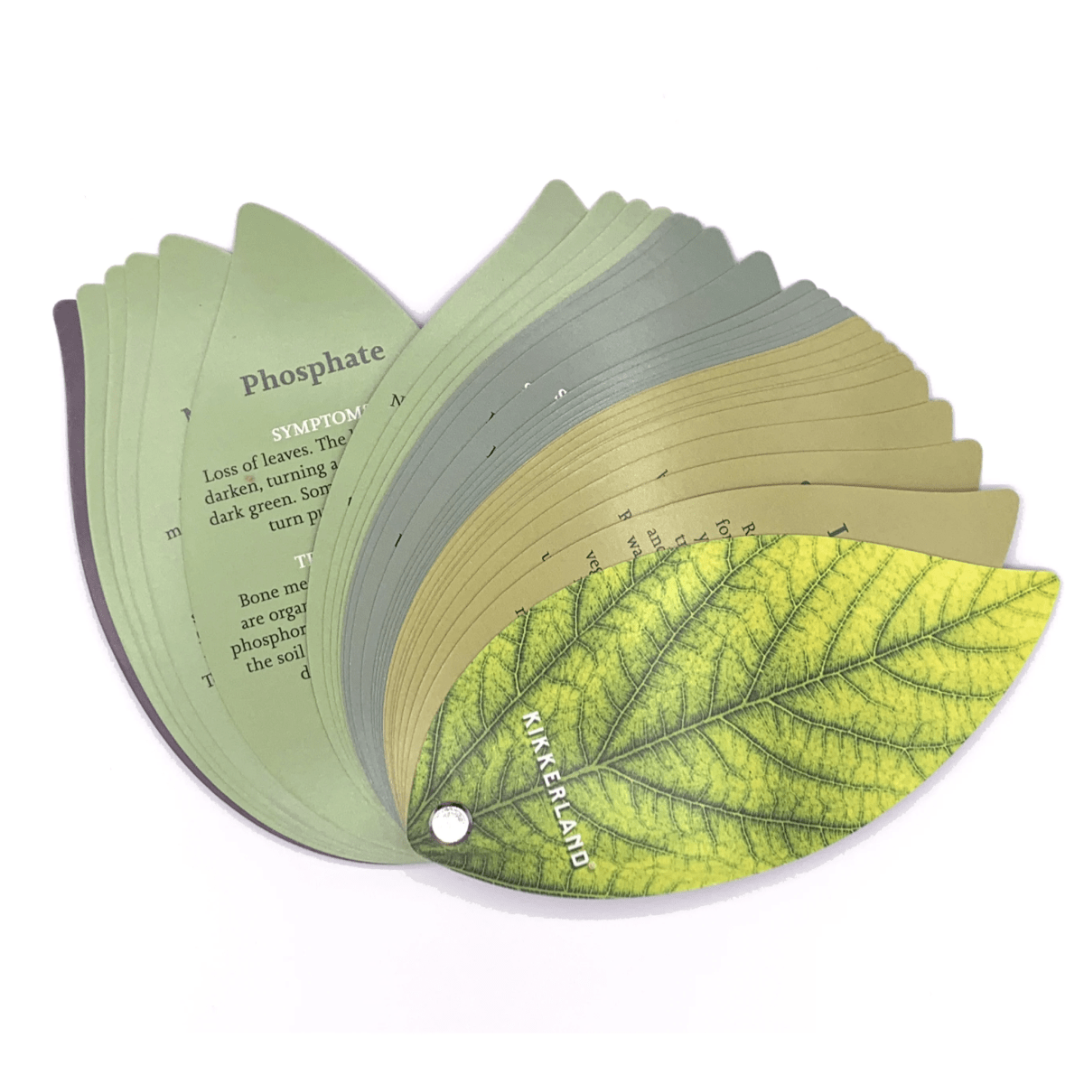 Plantas Kikkerland Saludables3