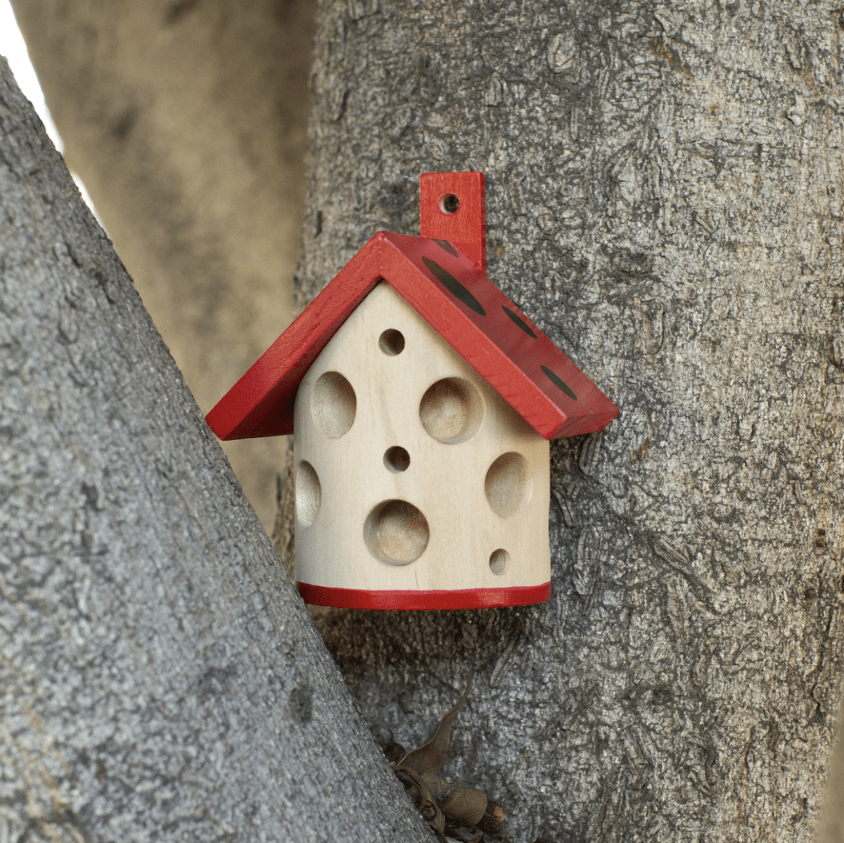 Casa Ladybug Kikkerland4