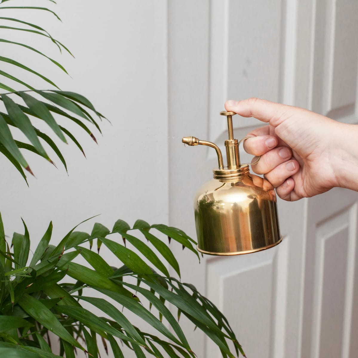 Mister De Plantas Kikkerland  De Bronce3