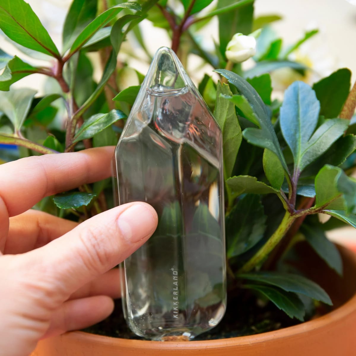 Agua De Un Cristal Kikkerland4