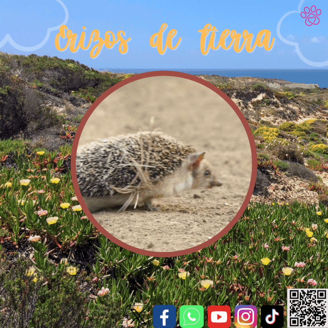 ¡Descubriendo los fascinantes erizos de tierra!