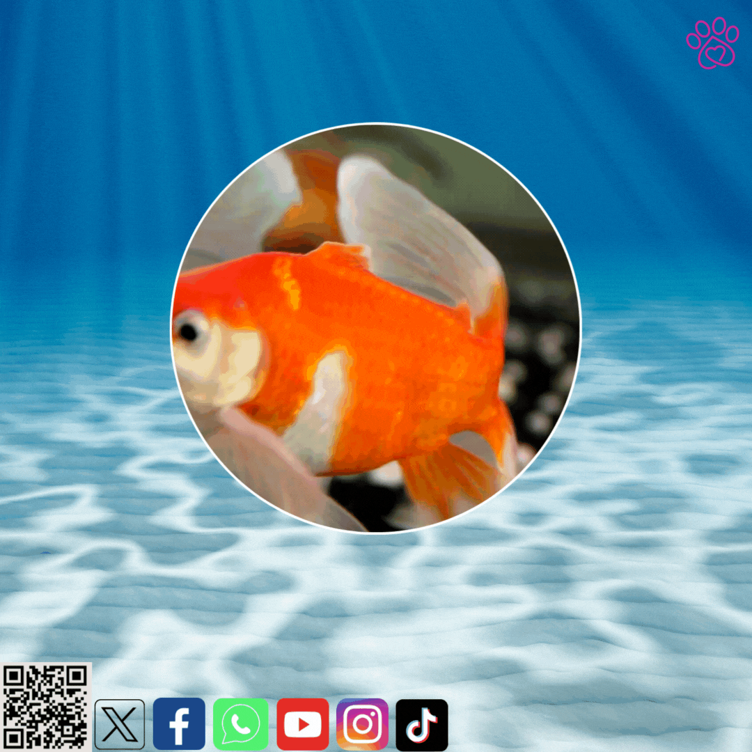 ¡Los peces goldfish y sus cuidados!