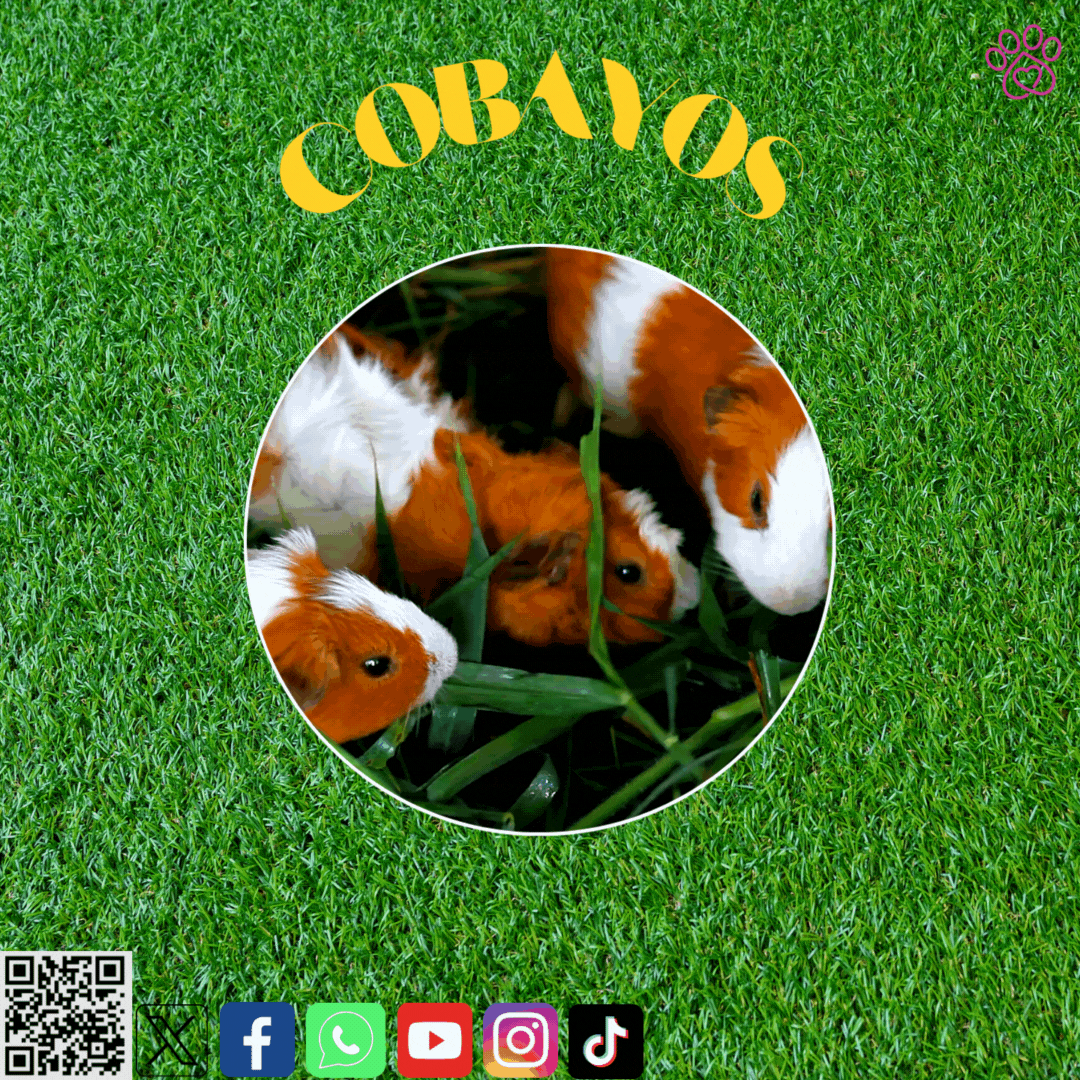 ¡Descubre estas curiosidades sobre los cobayos!