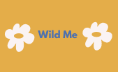 wilddesta6268