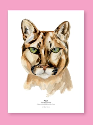 Puma - Fine Art Print