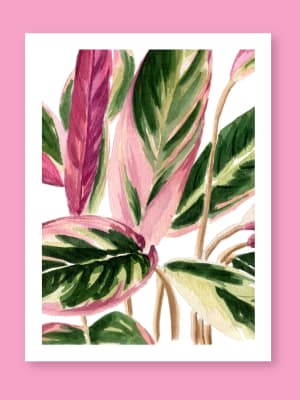 Calathea - Fine Art Print1