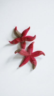 Estrellas de mar1