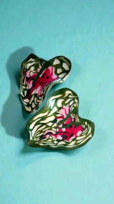 Caladium XL1