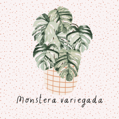 Monstera Variegada