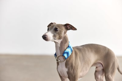 COLLAR AZUL