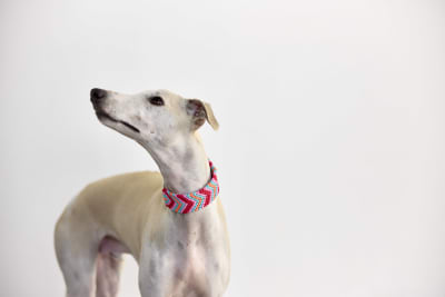 COLLAR ROSADO TEO