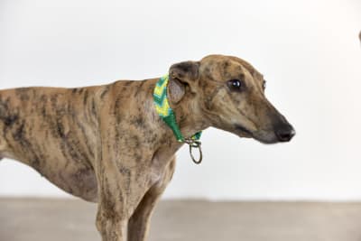 COLLAR VERDE TEO