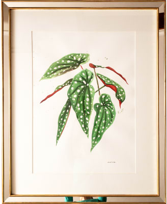Cuadro Begonia 78 x 98