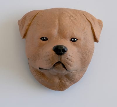 IMAN PERRO A SECAS Pitbull