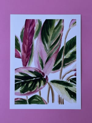 Calathea - Fine Art Print1
