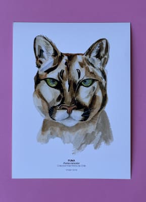 Puma - Fine Art Print
