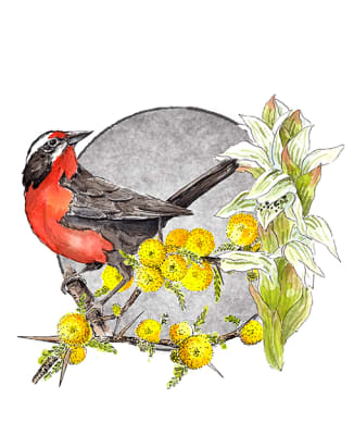 LÁMINAS NATURALEZA LOICA COLOR