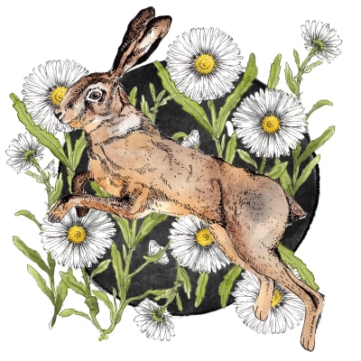 LÁMINAS NATURALEZA CONEJOS MARGARITAS1